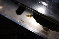 Parapoynx fluctuosalis