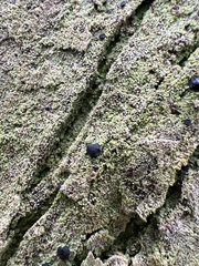 Bacidia schweinitzii