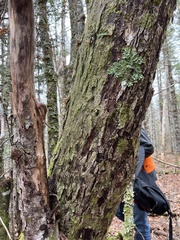 Bacidia schweinitzii