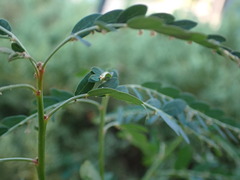 Phyllanthus urinaria