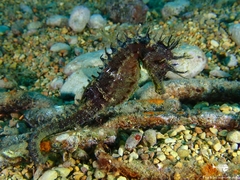 Hippocampus guttulatus