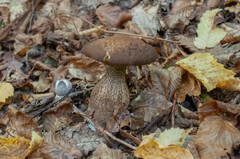 Leccinellum pseudoscabrum