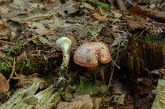 Cortinarius bolaris