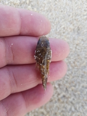 Halobatrachus didactylus