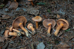 Chroogomphus helveticus