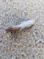 Halobatrachus didactylus