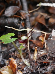 Corybas hypogaeus