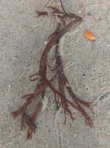 Gracilaria tikvahiae