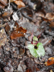 Corybas hypogaeus