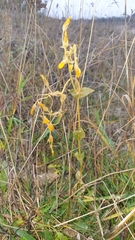 Blackstonia perfoliata