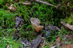 Otidea alutacea