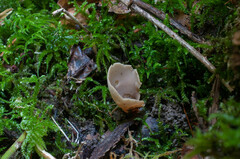 Otidea alutacea