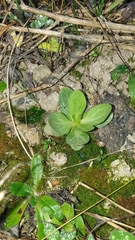 Blackstonia perfoliata