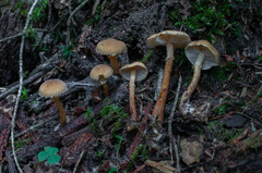 Cystoderma jasonis