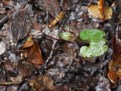 Corybas hypogaeus