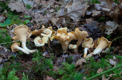 Cantharellus amethysteus