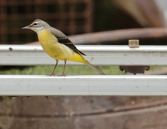 Motacilla cinerea cinerea