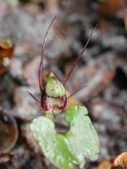 Corybas hypogaeus