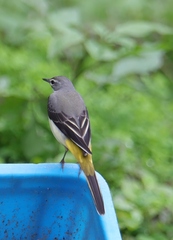 Motacilla cinerea cinerea