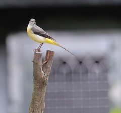 Motacilla cinerea cinerea