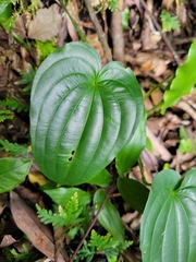 Stemona tuberosa