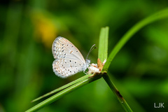 Zizula hylax pygmaea