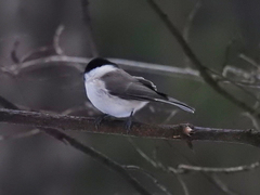 Poecile palustris