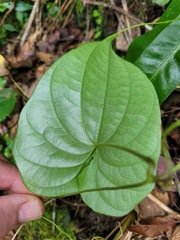 Dioscorea collettii