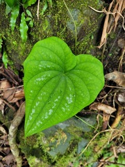 Dioscorea collettii