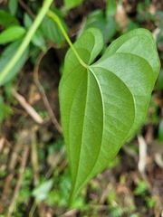 Dioscorea collettii