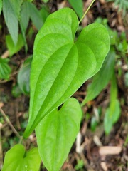 Dioscorea collettii