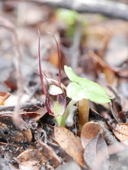 Corybas hypogaeus
