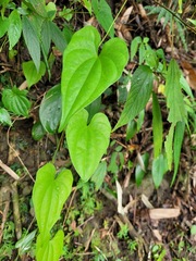 Dioscorea collettii