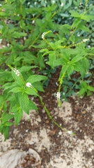 Heliotropium angiospermum