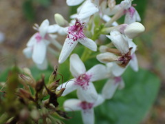 Pseuderanthemum maculatum