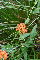 Silene wilfordii