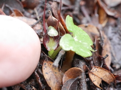 Corybas hypogaeus