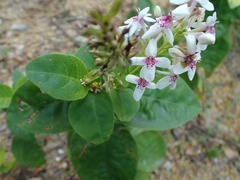 Pseuderanthemum maculatum