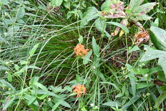 Silene wilfordii