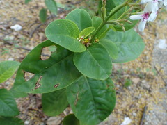 Pseuderanthemum maculatum