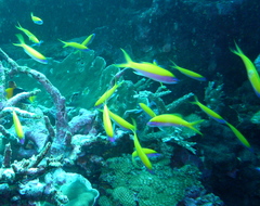 Mirolabrichthys evansi