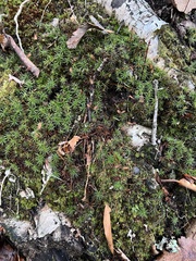 Polytrichum pallidisetum