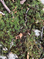 Polytrichum pallidisetum