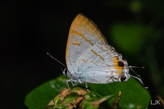 Hypolycaena thecloides
