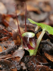 Corybas hypogaeus