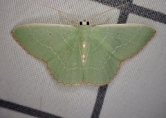 Nemoria lixaria