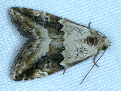 Maliattha amorpha