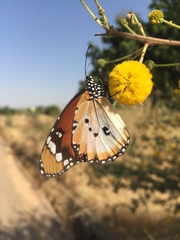 Danaus chrysippus