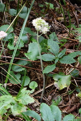 Micranthes manchuriensis