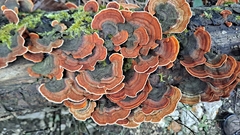 Stereum insignitum